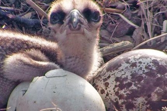 © MWT. Chicks hatching, Dyfi Osprey Project.