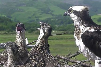 © MWT - Chicks and Glesni, June 2017.