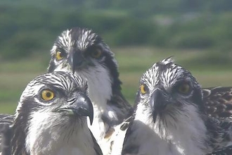 © MWT. Chicks, Dyfi Osprey Project