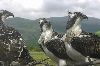 © MWT - Three chicks, Dyfi Ospreys