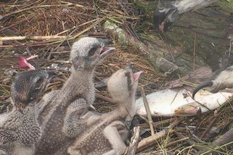 © MWT - Chicks 2017, Dyfi Osprey Project