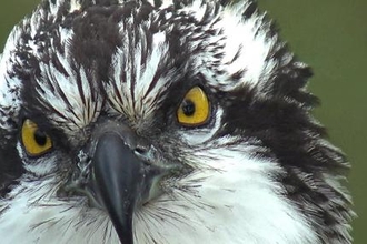 © MWT. Osprey chick, Dyfi ospreys