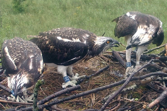 © MWT - Glesni feeding Ceri, July 2016