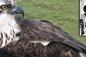 © MWT. Clarach, Glaslyn nest 2016 behaviour