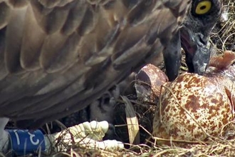 © MWT - Telyn, first chick hatches, 2018