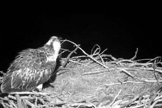 MWT - Eitha, July 2017 - after Menai fell off the nest in the night