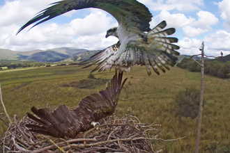 © MWT - Glesni, Blue 24, July 31st 2016. Dyfi Osprey Project