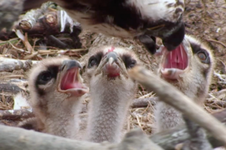 MWT - Feeding chicks closeup June 2018