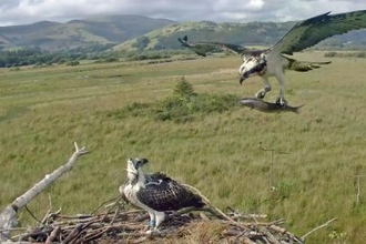 © MWT - Glesni with mullet July 2017