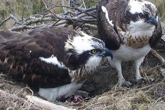 © MWT. Glesni and Monty, first egg, 2016. Dyfi Osprey Project