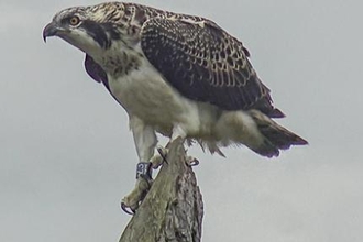 © MWT - Menai after fledging July 2017