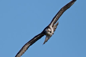 © MWT. Monty. Dyfi Osprey Project