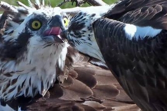 © MWT. Monty feeding Glesni, 2016. Dyfi Osprey Project