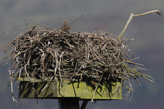© MWT. Dyfi Osprey Project nest