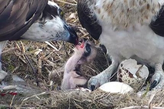 © MWT - 1st chick, feeding, 2016. Dyfi Osprey Project