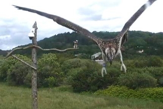 © MWT. Dyfi Osprey Project