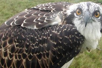 © MWT - Aeron fledges July 2017. Dyfi Osprey Project