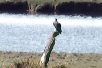 MWT - Osprey by Dyfi river April 5th 2018