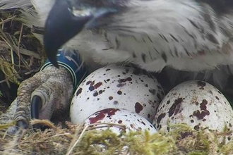 © MWT. Glesni lays 3 eggs 2017. Dyfi Osprey Project