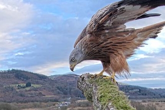 Red kite on Monty's perch March 2021. © MWT