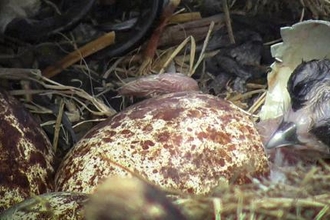 First chick hatches, Dyfi Osprey Project. © MWT