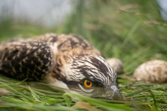 © MWT. Tywi at ringing, with unhatched egg, July 2020 DOP