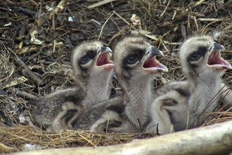© MWT. Three osprey chicks at Dyfi Osprey Project