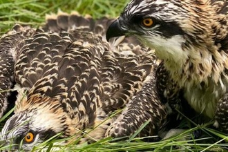 Peter Davies - Merin's first chicks Blue 460, 461 (females), Lake District, Cumbria 2021