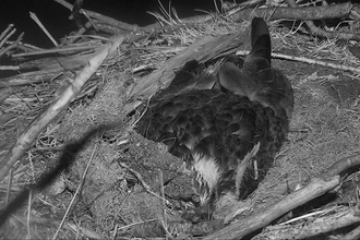 MWT - Telyn protecting 3 eggs during Storm Hannah April 2019