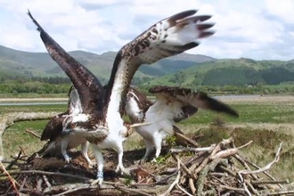 © MWT. Aeron returns to Dyfi