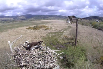 Unidentified ringed female intruding at Dyfi May 4th 2021. © MWT