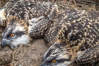 Dysynni and Ystwyth at ringing June 2021 © MWT