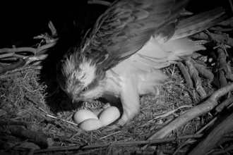 Telyn. Dyfi Osprey Project. © MWT