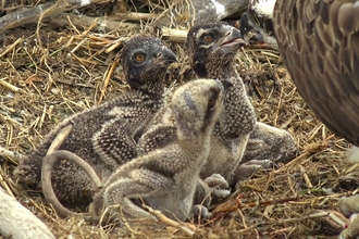 MWT - Dyfi osprey project chicks, 2022