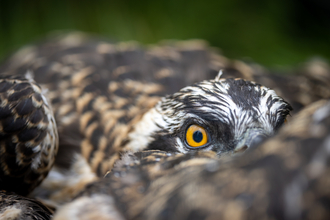 Dyfi Chick Ringing - 2022 