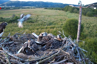 Nest Perch Breaks Off