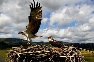 Pedran Fledges