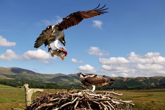 Dyfi Chicks 2022