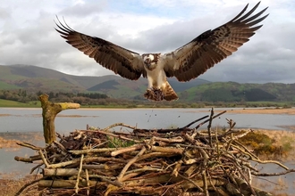 Telyn nest building