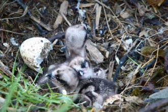 Three hatch