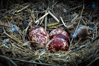 2025 Eggs