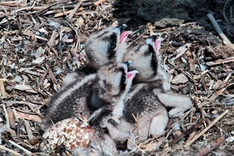 2025 chicks