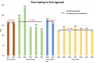 1st Mating to 1st Egg
