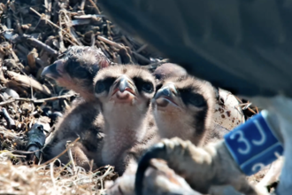 Three hatch
