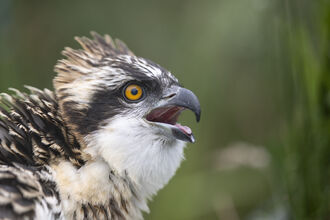 Fledge