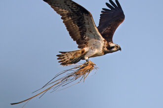 Blue 12 - Glesni