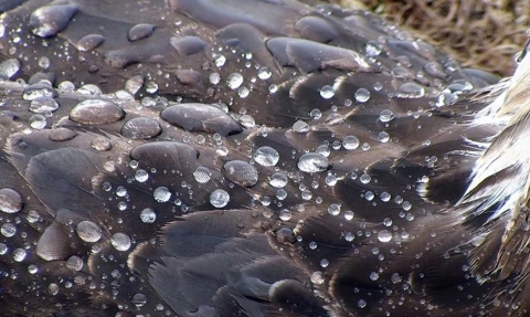 MWT water on and osprey