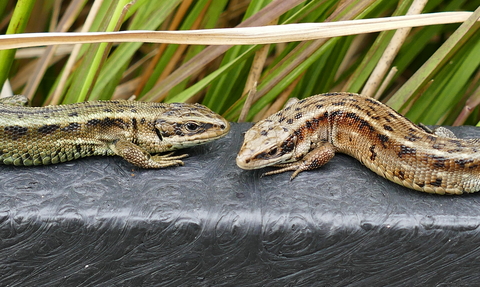 MWT lizards head to head