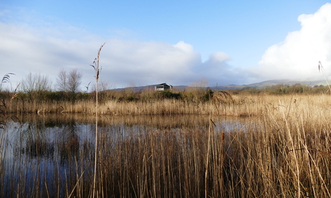 MWT beaver pond 1