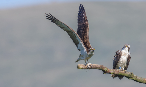 Dyfi Osprey Project Ospreys in Wales